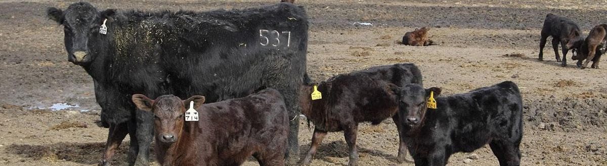 Cow and calves. (SDSU College of Agriculture, Food and Environmental Sciences)