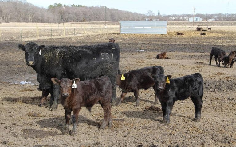 Cow and calves. (SDSU College of Agriculture, Food and Environmental Sciences)