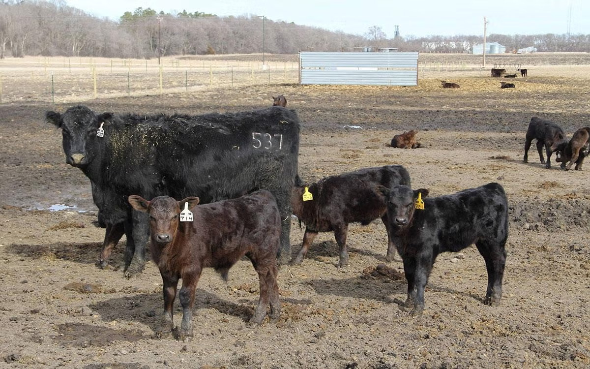 Cow and calves. (SDSU College of Agriculture, Food and Environmental Sciences)