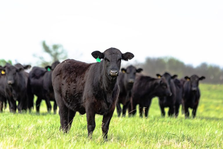Black Angus heifer standing in the foreground with the rest of the herd standing behind her. (iStock-#1138547091 │ Jacqueline Nix)