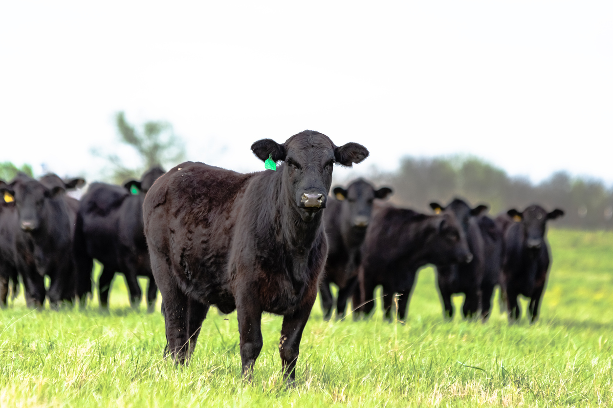 Black Angus heifer standing in the foreground with the rest of the herd standing behind her. (iStock-#1138547091 │ Jacqueline Nix)
