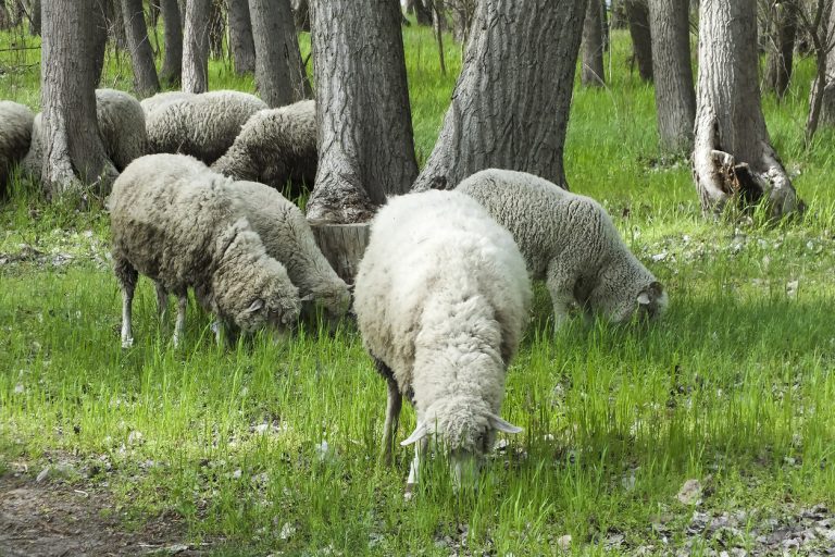 Sheep grazing in the forest. (iStock-#1161253754 │ Roman Kutsekon)