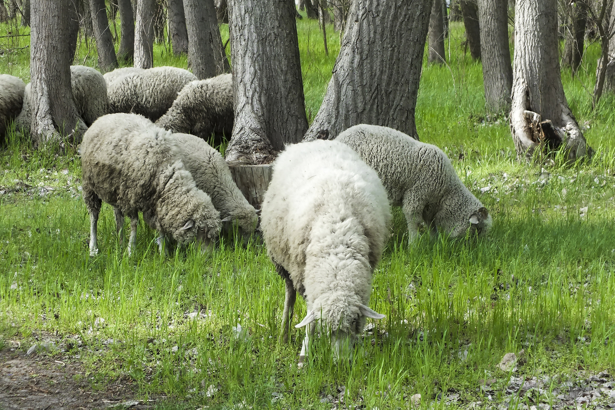 Sheep grazing in the forest. (iStock-#1161253754 │ Roman Kutsekon)