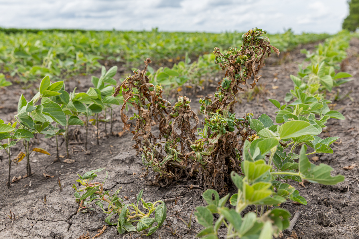 Waterhemp control with dicamba. (iStock-#1162443906 │ JJ Gouin)