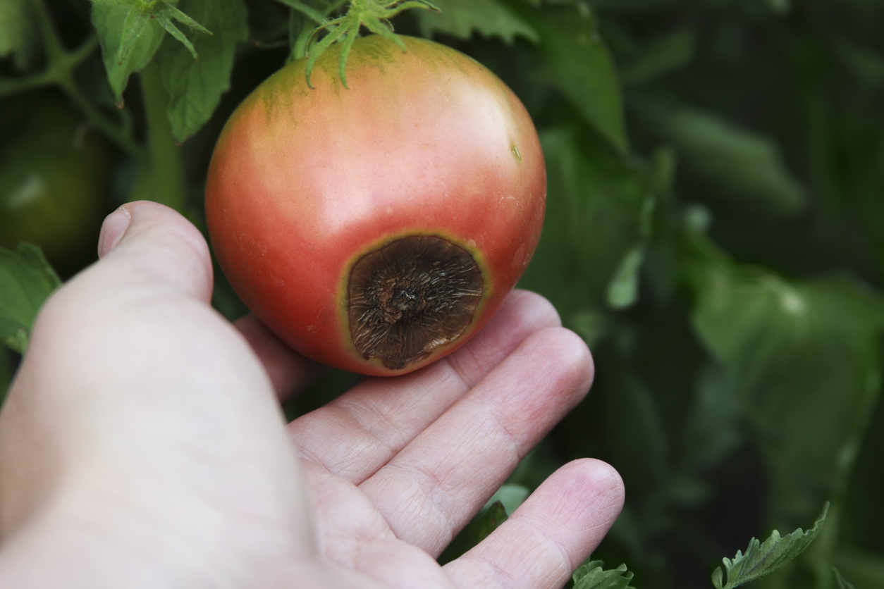 Blossom end rot on the red tomato. (iStock-#1331361696 │ Mila Usmanova)