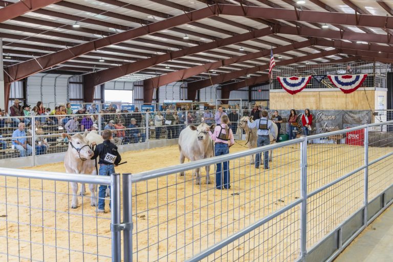 Children showing steers at a rural county fair. (iStock-#2178774820 │ Emily_M_Wilson)