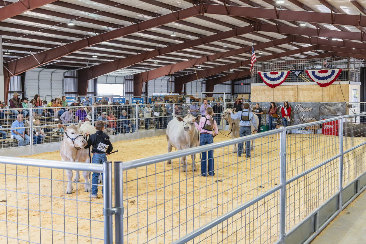 Children showing steers at a rural county fair. (iStock-#2178774820 │ Emily_M_Wilson)