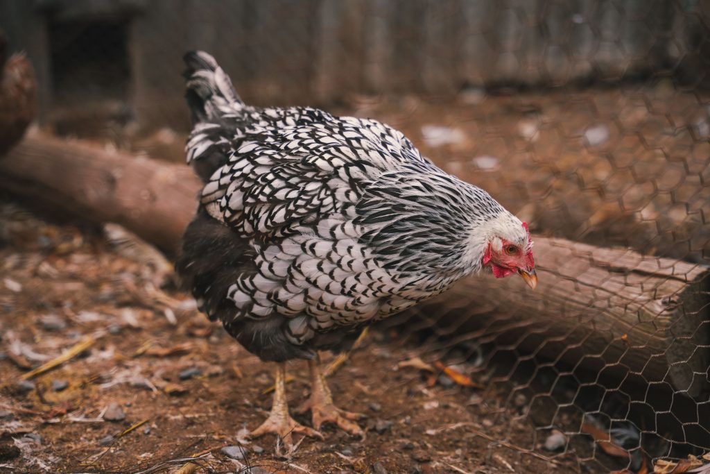 Breaking down the breed: Wyandotte 