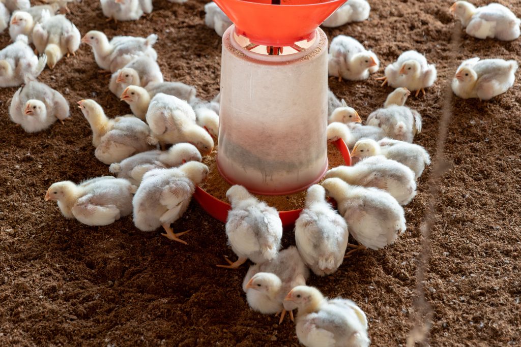 Oklahoma poultry companies settle 21-year litter pollution lawsuit 