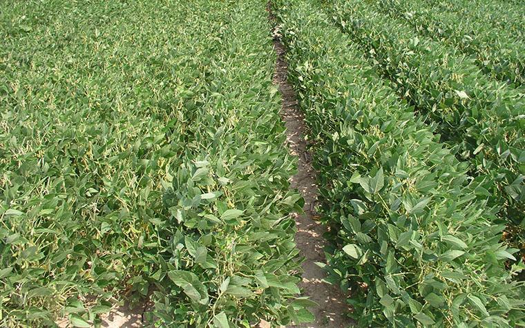 Soybean field. (MU Extension file photo)