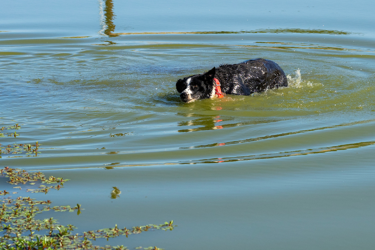 Pets need to be able to cool off during extreme heat to avoid heat stroke. Good hydration is also necessary. (Michael Miller/Texas A&M AgriLife)