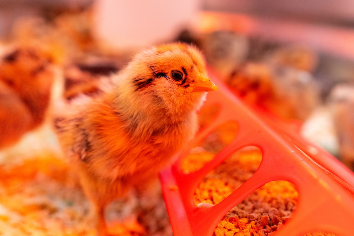 Researchers in the Texas A&M Department of Poultry Science are testing far-UVC light to determine whether it can reduce airborne pathogens in commercial poultry houses without harming birds. (Michael Miller/Texas A&M AgriLife)