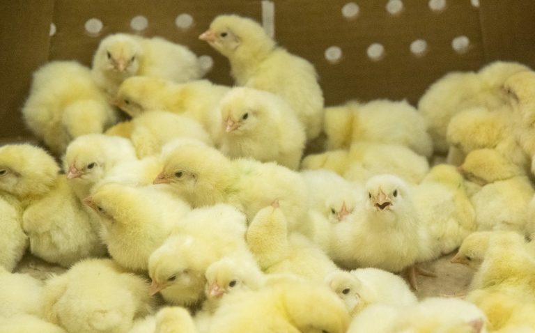 Chicks in a poultry health study by Dr. Samuel Rochell. (UA System Division of Agricuture photo by Fred Miller)