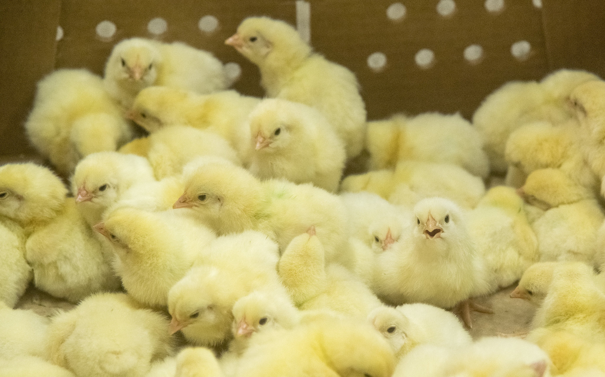 Chicks in a poultry health study by Dr. Samuel Rochell. (UA System Division of Agricuture photo by Fred Miller)