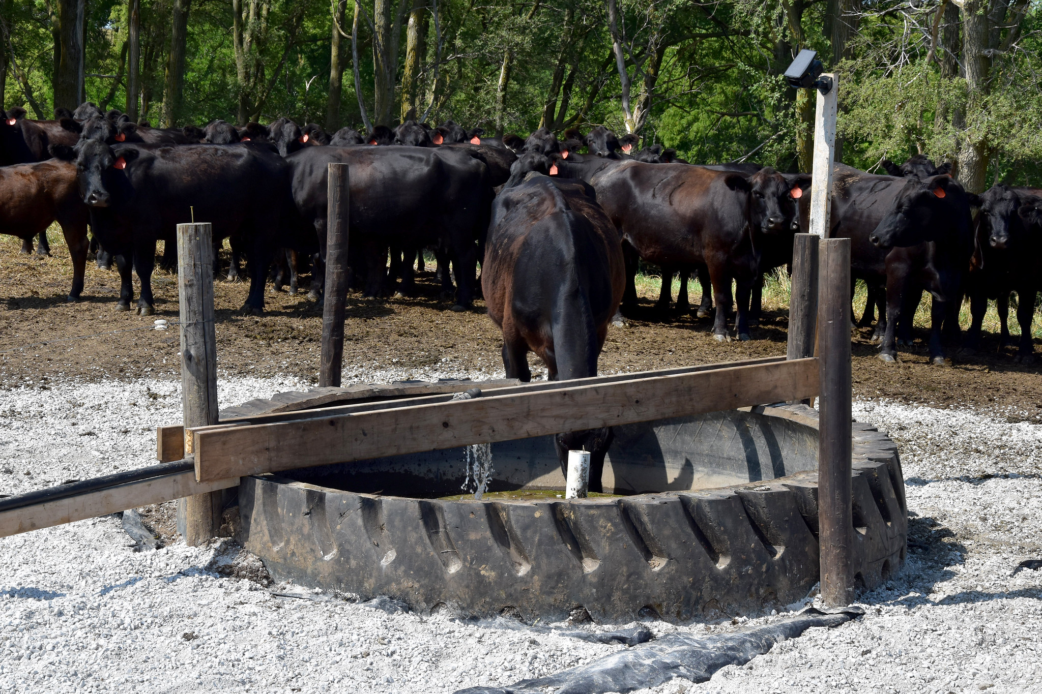 A cow utilizes the Dorale family's new livestock watering system on their rented pasture near Charter Oak, Iowa. (Jason Johnson - Iowa NRCS)