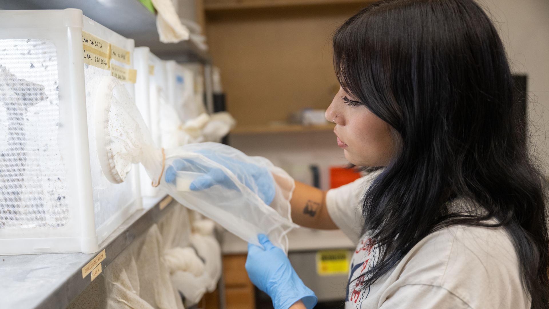 Photo of Alexis Olmos in NMSU's Urban and Landscape Entomology Laboratory. (NMSU photo by Josh Bachman)