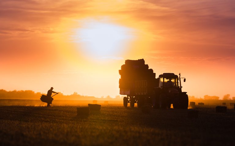 Farmer throw hay bales in a tractor trailer. (Adobe Stock-#191715608 │ Dusan Kostic)