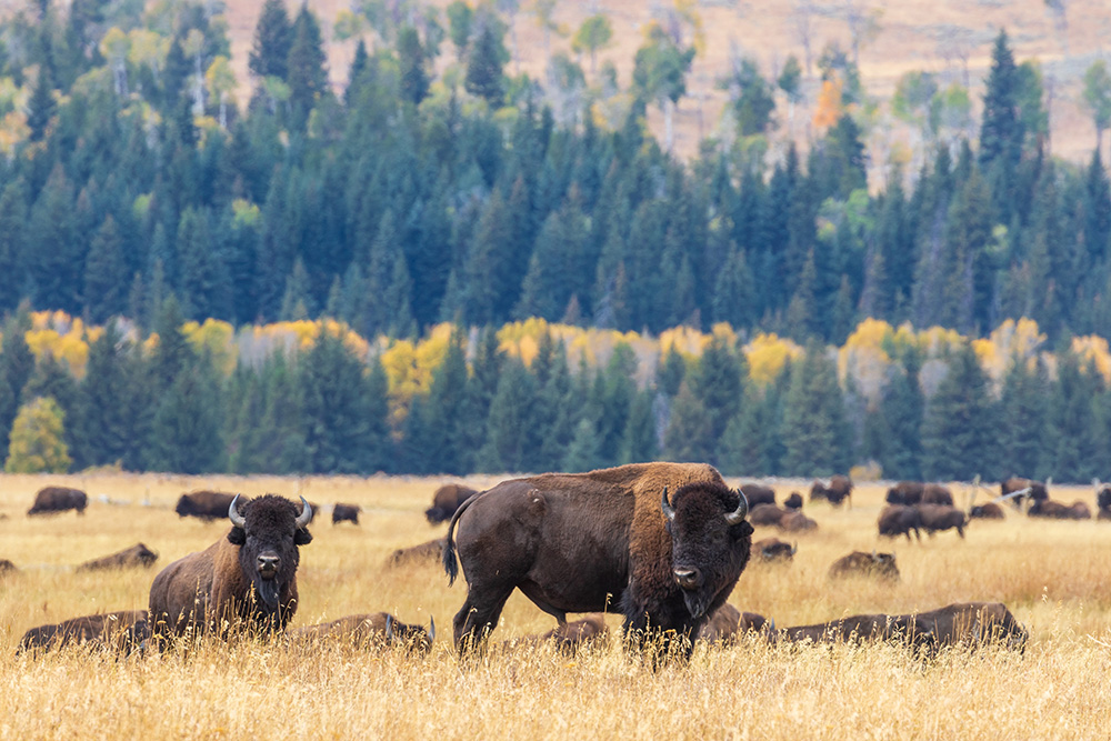 Bison in Fall in Wyoming. (Adobe Stock-#258769683 │ natureguy)