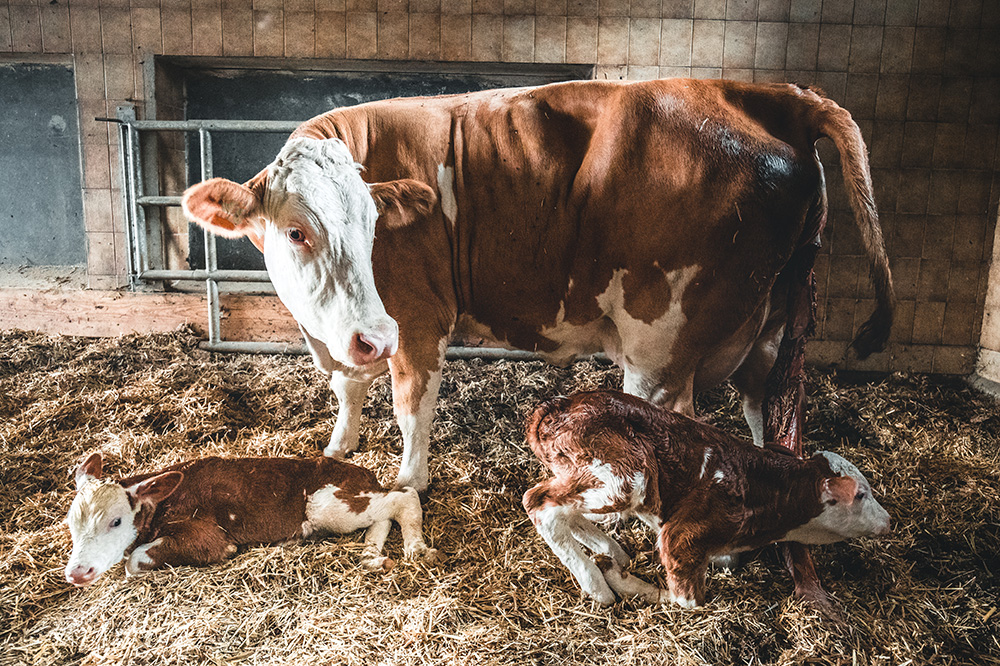 Newborn calf with his mother in a stable. (Adobe Stock-#278757915 │ Maximilian)
