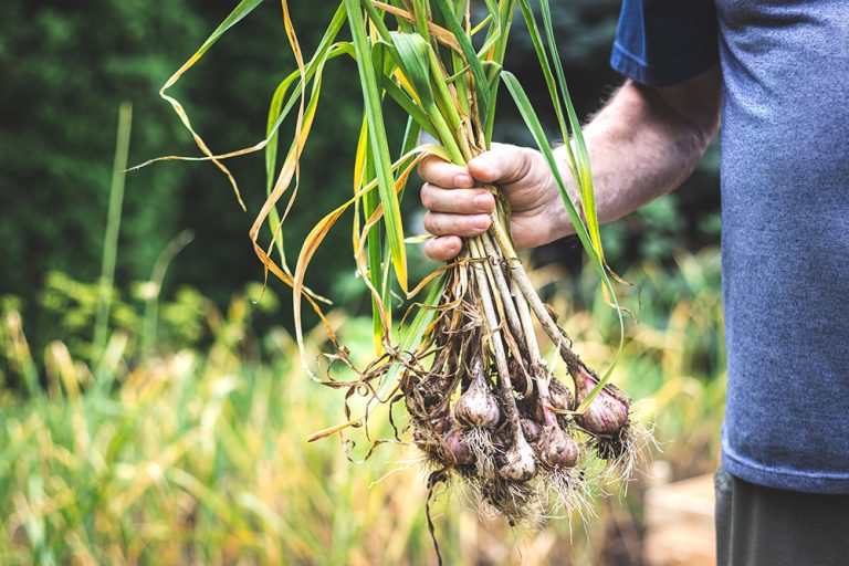 Farmer holding bunch of fresh harvested organic garlic in vegetable garden. (Adobe Stock-#280060277 │ encierro)