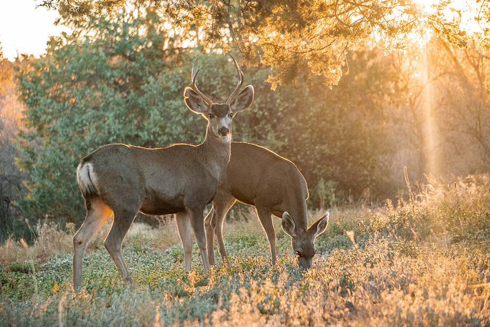 Deer in the fall. (Adobe Stock-#305851582 │ Allison)