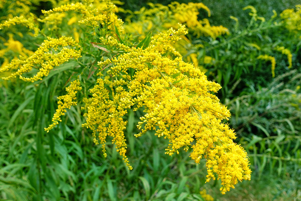 Ambrosia artemisiifolia. (Adobe Stock-#338883779 │ Dmitro)