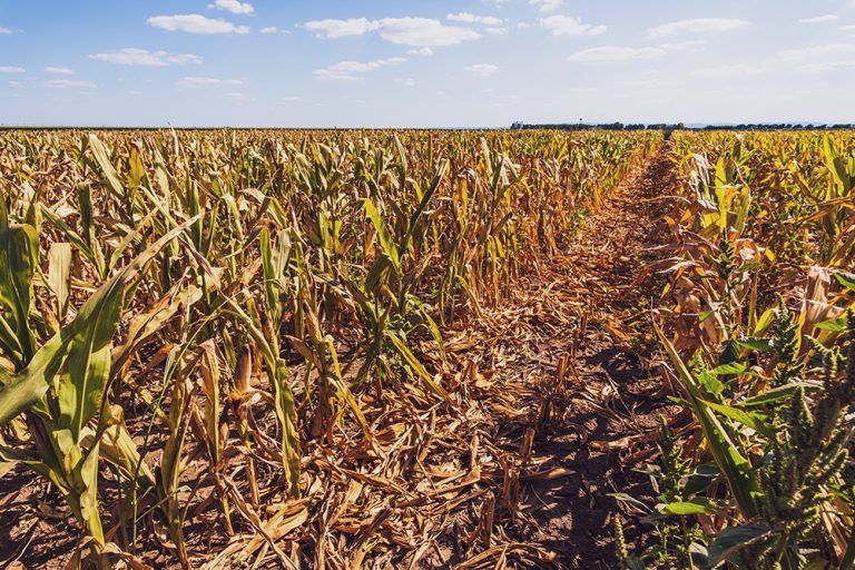 Devastated and dry corn field because of long drought in summer. (Adobe Stock-#452119105 │ djoronimo)