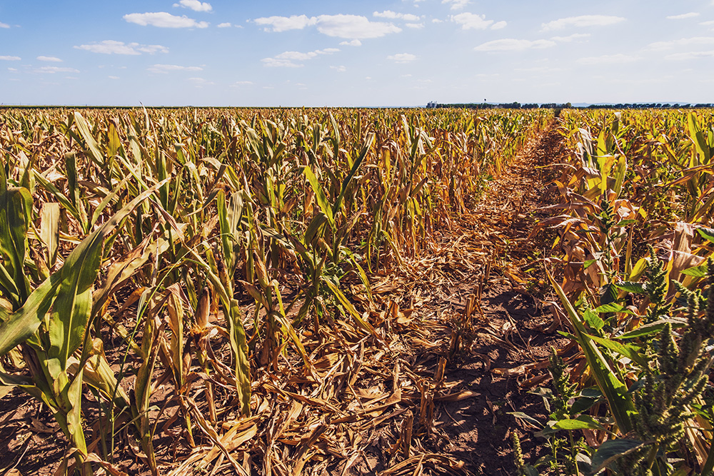 Devastated and dry corn field because of long drought in summer. (Adobe Stock-#452119105 │ djoronimo)