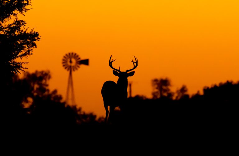 Silhouette Whitetail Deer Buck at sunset in Texas farmland. (Adobe Stock-#471693895 │ Dennis Donohue)