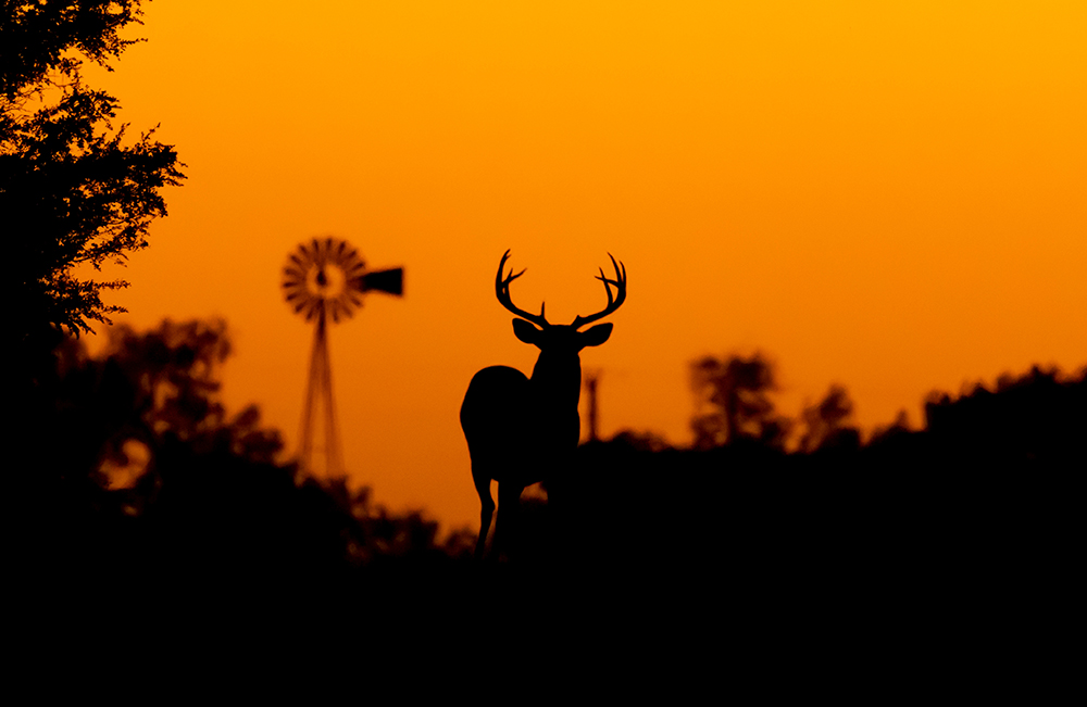 Silhouette Whitetail Deer Buck at sunset in Texas farmland. (Adobe Stock-#471693895 │ Dennis Donohue)