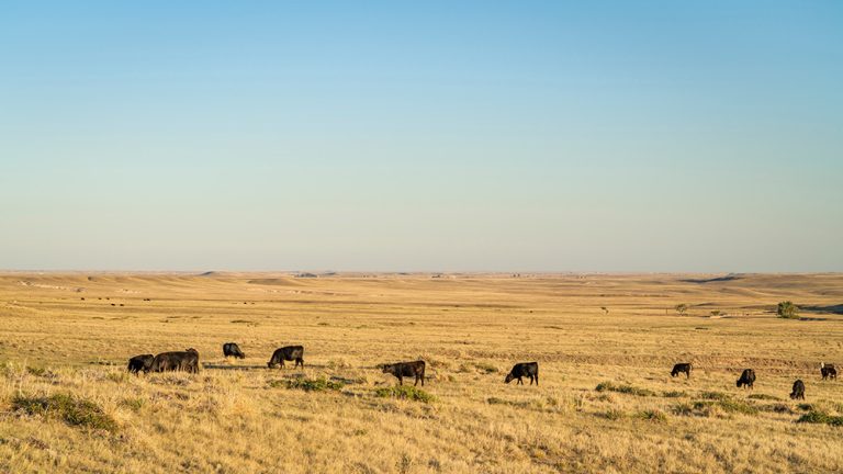Cattle grazing on a Colorado prairie. (Adobe Stock-#531966558 │ MarekPhotoDesign.com)
