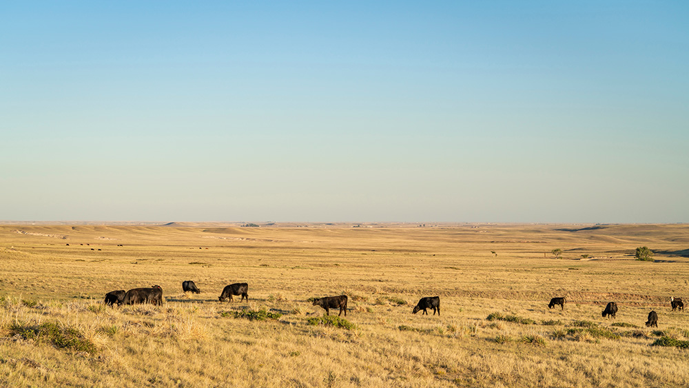 Cattle grazing on a Colorado prairie. (Adobe Stock-#531966558 │ MarekPhotoDesign.com)