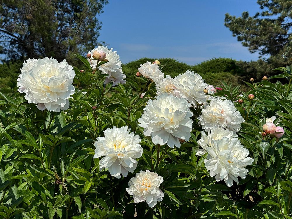 White peonies flowers in garden. (Adobe Stock-#984368293 │ OLENA LIALINA)