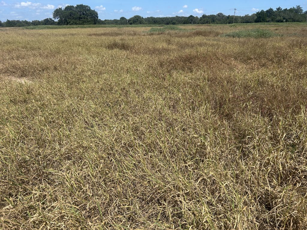 Pasture mealybug threatens Texas grasslands and forage   - High Plains Journal