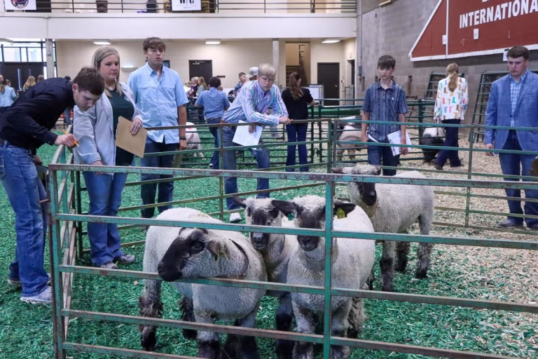 4-H youth judge sheep during the 2026 Clover Classic in Brookings. (SDSU Extension photo)