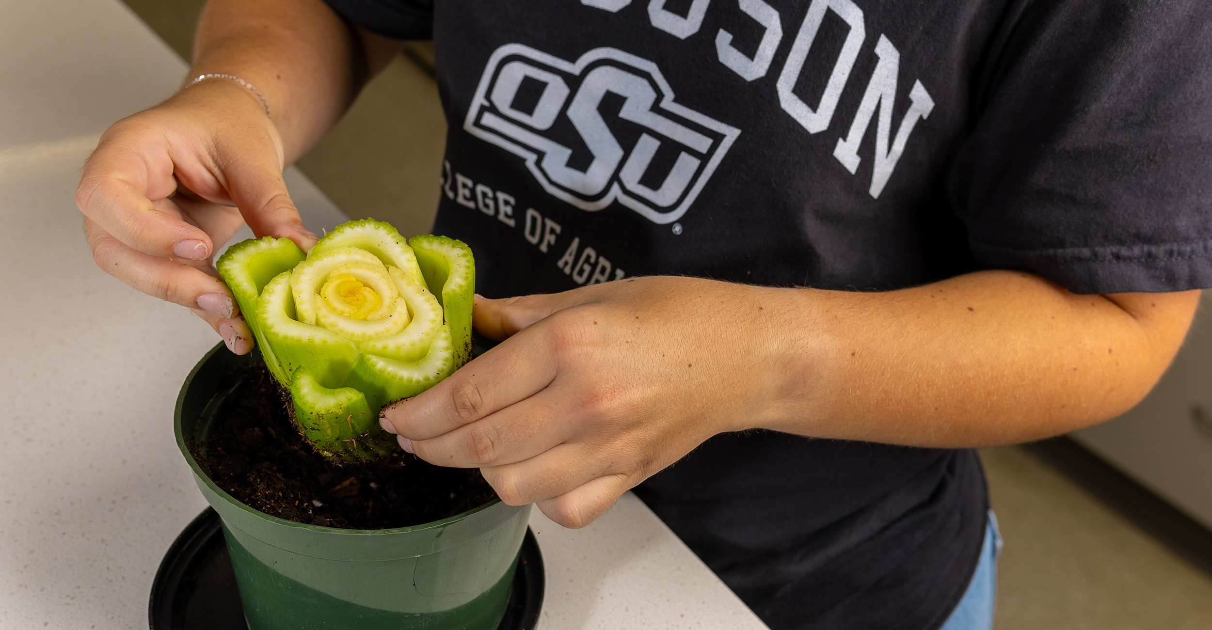 Before tossing leftover fruit and vegetable scraps into the compost or trash, turn them into a fun science and horticulture project that the whole family can enjoy. (Photo by Sutton Cartmell, OSU Agriculture)