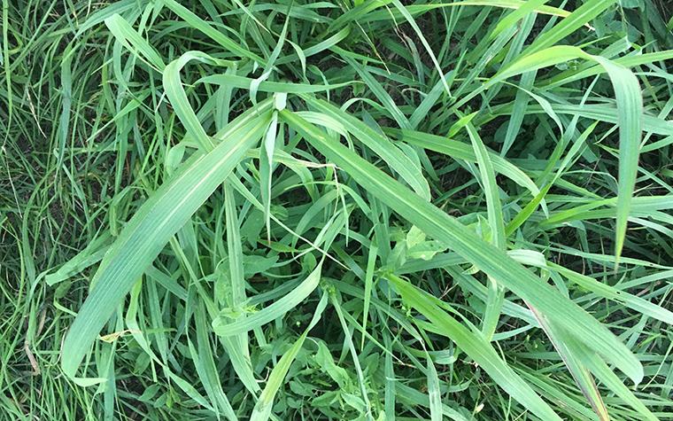 Johnsongrass, a common forage, can build up prussic acid, which is harmful and sometimes deadly to animals. Photo courtesy of Tim Evans.