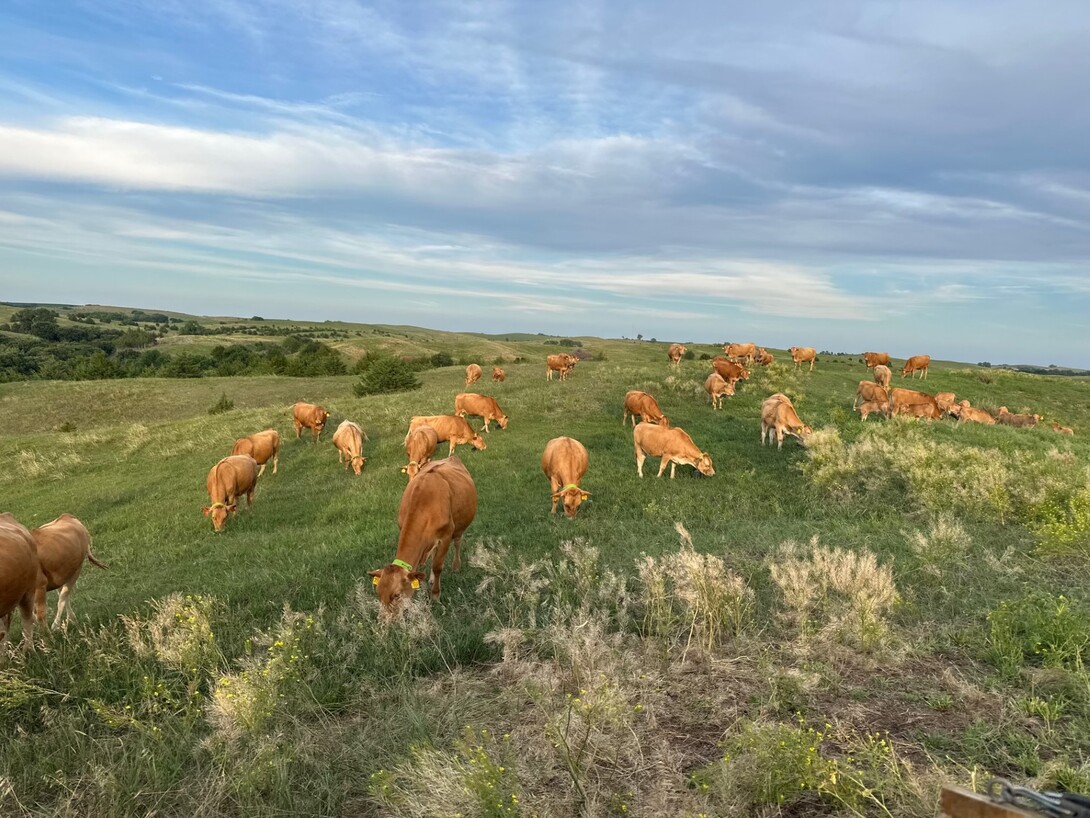 Akaushi cattle wearing virtual fencing collars graze at No Name Creeks Ranch near Verdigre. Nebraska Extension will host a field day Nov. 5 highlighting the ranch's use of virtual fencing technology and grazing management practices. (Becky Ravenkamp - Nebraska Extension)