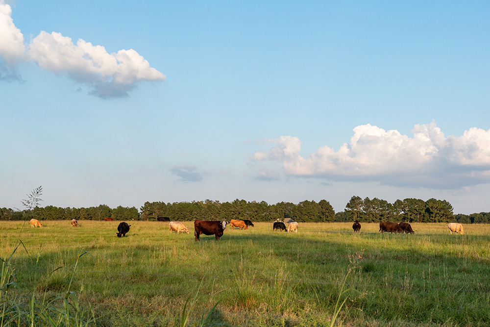 Beef cattle in late afternoon pasture. (Adobe Stock-#226286430 │ jackienix)