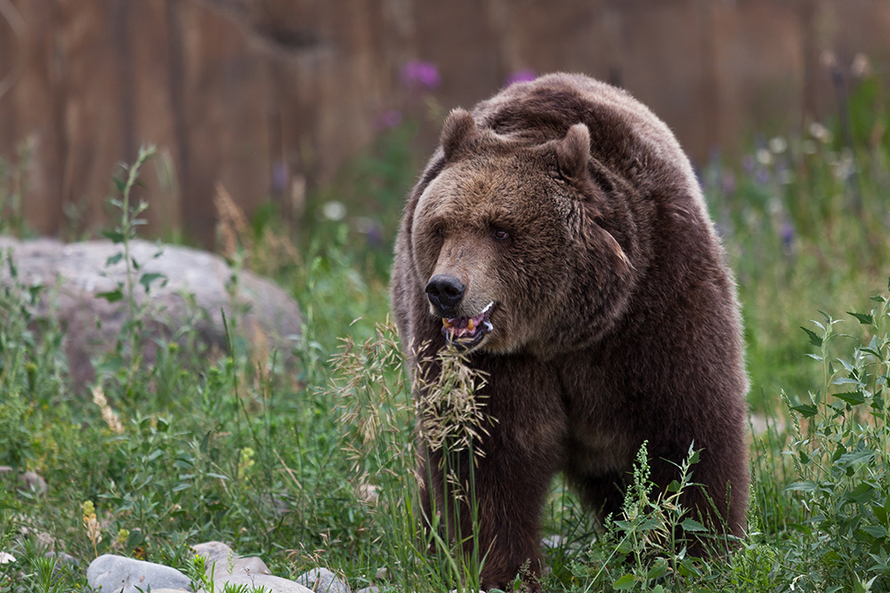 Grizzly bear walking in the grass. (Adobe Stock-#373522916 │ tamifreed)