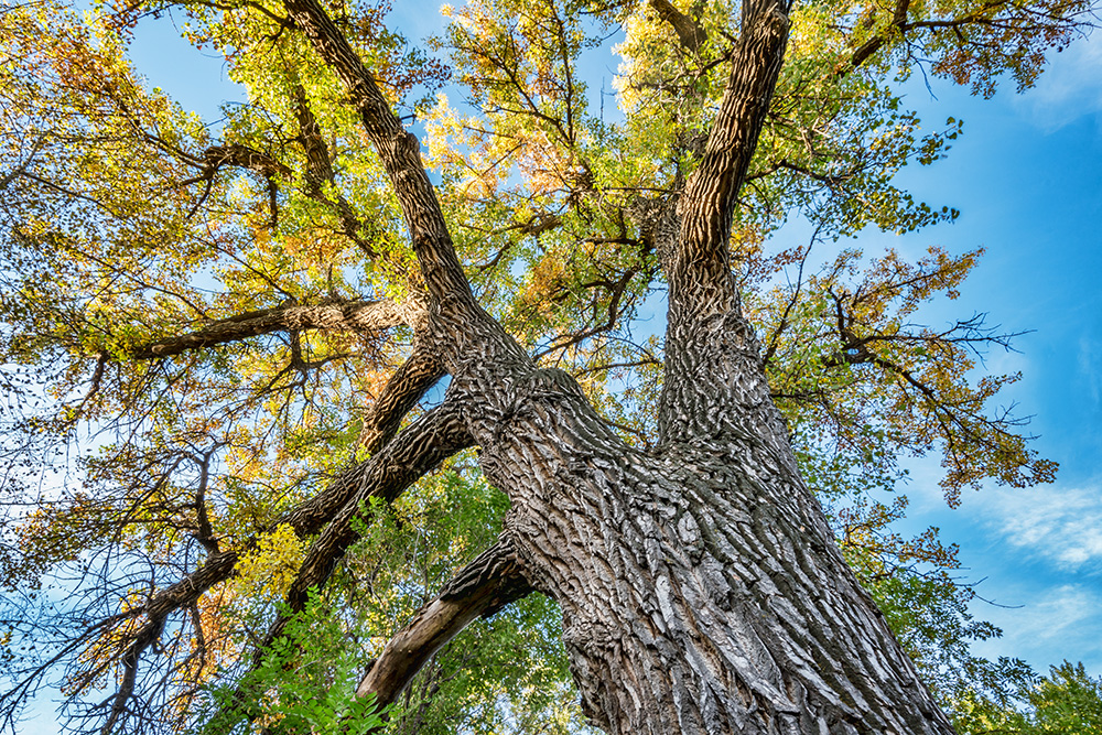 Giant cottonwood tree with fall foliage. (Adobe Stock-#94117120 │ MarekPhotoDesign.com)