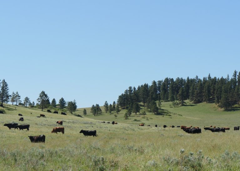 Cows in Sheridan (Courtesy of University of Wyoming Extension)
