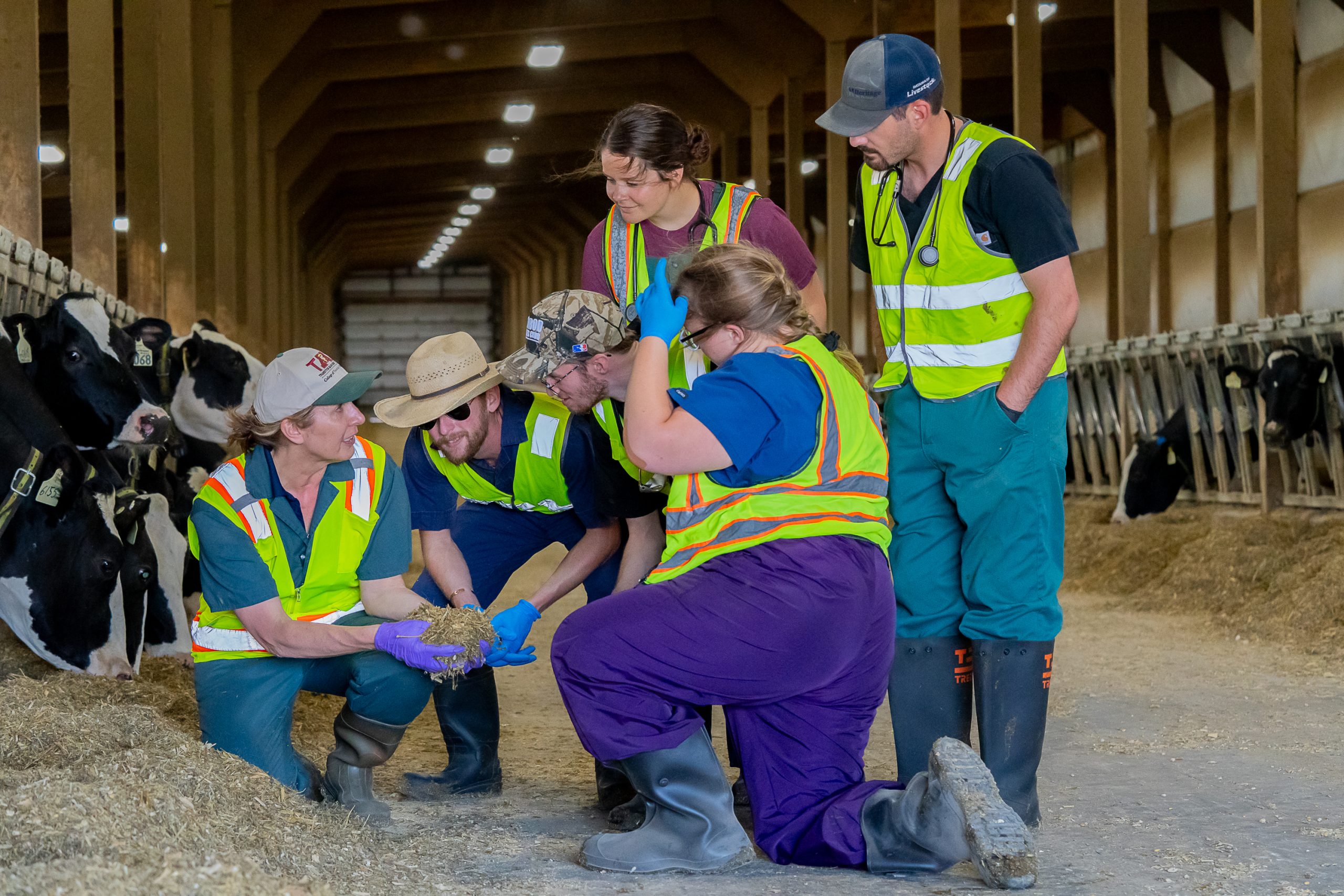 Students and faculty visit a dairy farm. (Photo courtesy of the University of Minnesota College of Veterinary Medicine.)