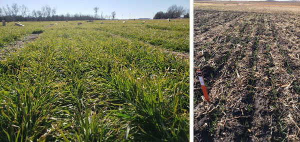 Figure 1. Differences in fall growth and development of wheat crops planted in late September (left) versus late October (right) near Hutchinson, in south central Kansas. Photos taken mid-December of the planting year by Romulo Lollato, K-State Wheat and Forage Extension Specialist.