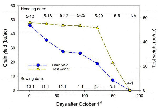Figure 2. Wheat grain yield, test weight, and heading date responses to sowing date between 1985 to 1991. Data adapted from Kansas Agric. Exp. St. SRL 107.