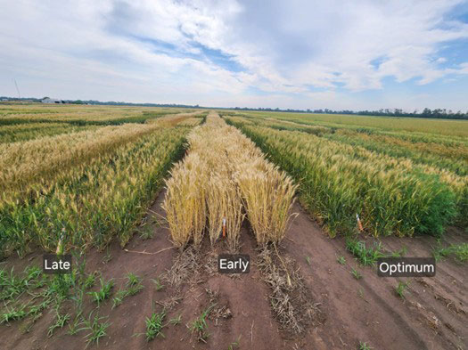 Figure 4. Winter wheat variety by management by planting date study near Hutchinson, KS, demonstrating how different planting dates result in different spring development. Photo taken on June 4, 2025, by Jazmin Gastaldi, MS student in the Wheat and Forage Extension program at K-State.