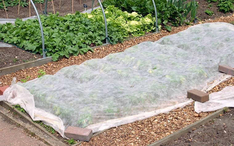 Covered garden. (Photo courtesy of University of Wisconsin-Madison)