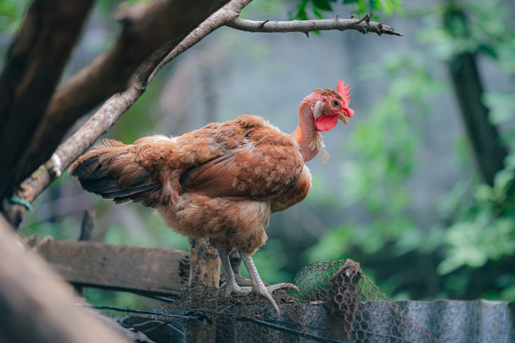 Breaking down the breed: Transylvanian Naked Neck